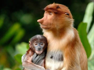 Proboscis Monkey Encounter